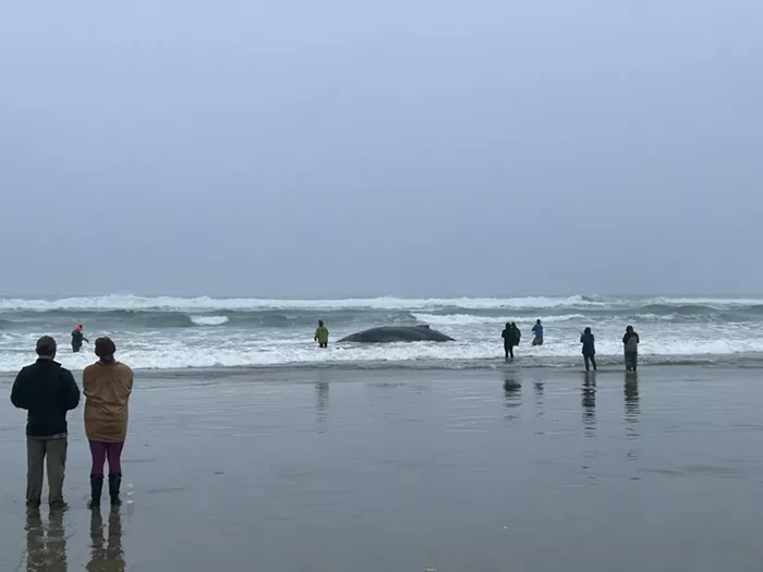 Good Morning, News: Sad End for Stranded Humpback Whale, Trump Wants to Pull a Jimmy Kimmel on Seth Meyers, and ICE's Impact on Portland May Have Been Underestimated